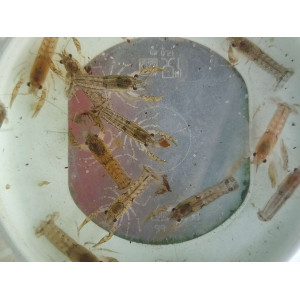 Rak miniaturowy (Cambarellus diminutus)