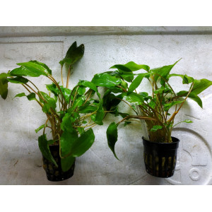 Cryptocoryne affinis [koszyk]