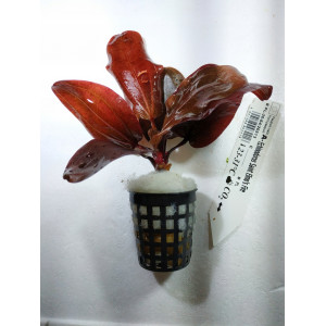 Echinodorus sp. 'Saint Elmo's Fire' [koszyk]