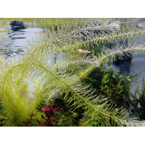 Mayaca fluviatilis [koszyk]
