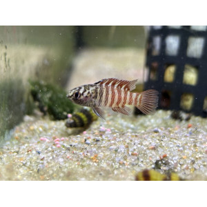 Badis Black Tiger (Dario sp. 'Myanmar')