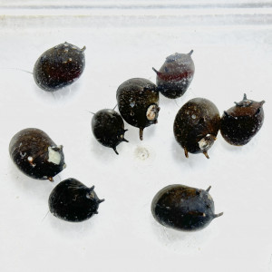 Ślimak Horn (Clithon aspersum)