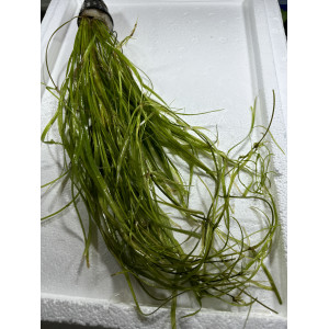 Echinodorus latifolius [koszyk]