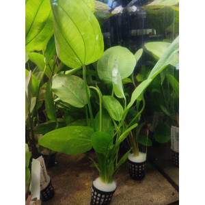 Echinodorus sp. 'Marble Queen' [koszyk]