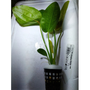 Echinodorus pelicidus [koszyk]