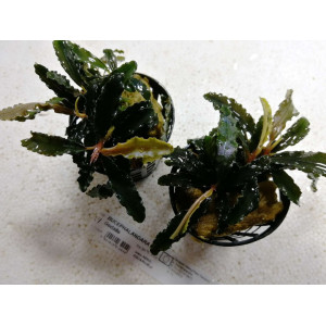 Bucephalandra sp. 'Godzilla' [koszyk]