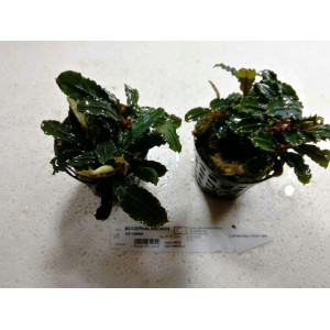 Bucephalandra sp. 'Catherine' [koszyk]
