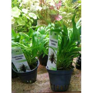 Cryptocoryne costata [koszyk]