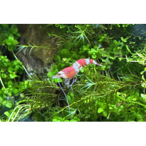Krewetka Crystal Red (Caridina sp.)