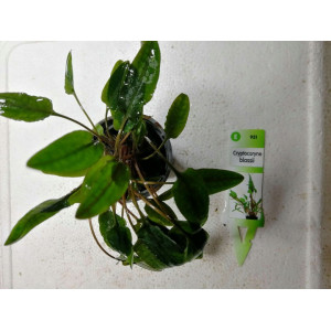 Cryptocoryne blassii [koszyk]