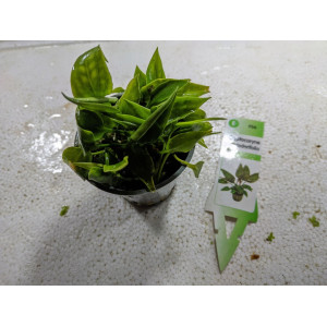 Cryptocoryne pontederifolia [koszyk]