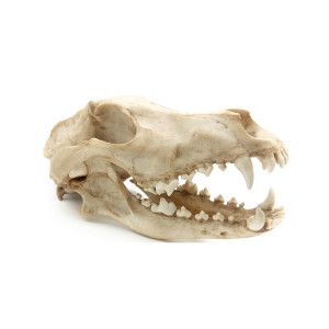 Ozdoba czaszka wilka Reptile Nova RN1055-CR 27x13x13,5 cm