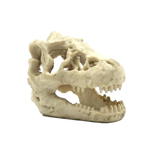 Ozdoba czaszka wilka Reptile Nova RN711A-SK 16x11x9 cm