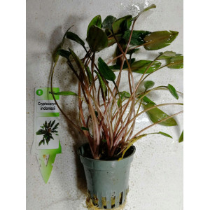 Cryptocoryne indonesii [koszyk]