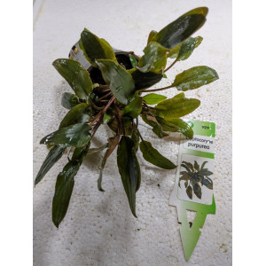 Cryptocoryne purpurea [koszyk]