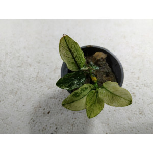 Anubias nana 'White' [koszyk]