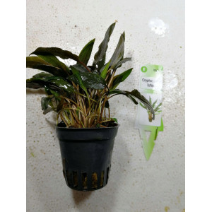 Cryptocoryne lutea [koszyk]