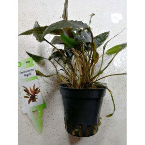 Cryptocoryne legroi [koszyk]