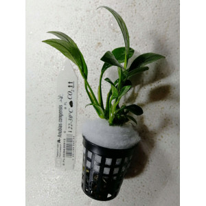 Anubias congensis [koszyk]