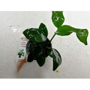 Anubias ondulatus [koszyk]