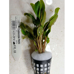 Cryptocoryne petchii [koszyk]
