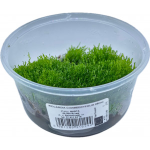 Wątrobowiec Riccardia chamedryfolia - Mini Pelia [porcja in vitro 250 ml]