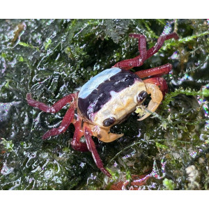 Krab Lepidothelphusa menneri 'Tricolor Pooh Borneo'