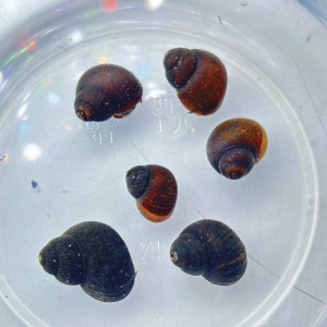 Ślimak Blueberry (Notopala sp.)