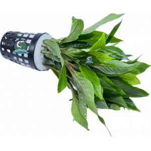 Hygrophila angustifolia [koszyk]