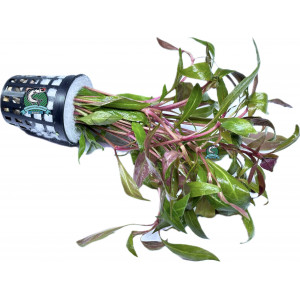 Alternanthera rosaefolia [koszyk]