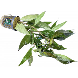 Hygrophila guanensis [koszyk]