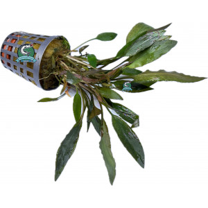 Cryptocoryne petchii [koszyk]