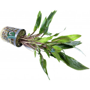 Cryptocoryne undulata [koszyk]