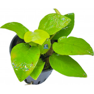 Anubias nana 'Gold' [koszyk]