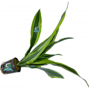 Dracena sp. [koszyk]