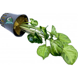 Syngonium sp. 'Green' [koszyk]