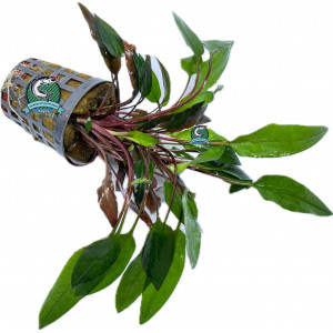 Cryptocoryne beckettii [koszyk]