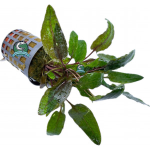 Cryptocoryne wendtii 'Tropica' [koszyk]
