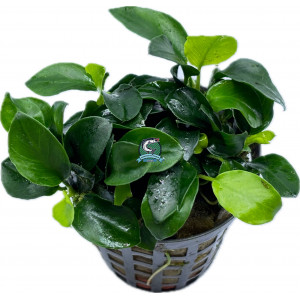Anubias nana 'Bonsai' [koszyk]