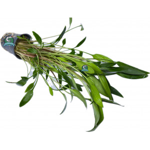 Cryptocoryne lucens [koszyk]