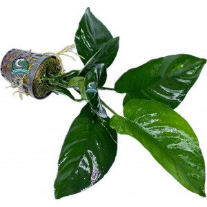 Anubias barteri [koszyk]