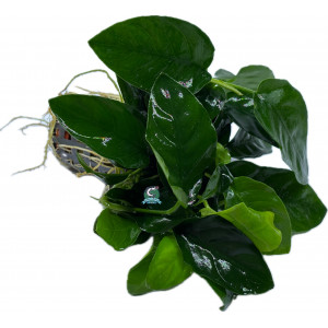 Anubias nana [koszyk]
