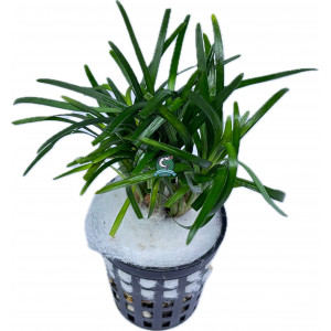 Ophiopogon jaburan 'Mini' [koszyk]
