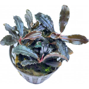 Bucephalandra sp. 'Kedagang' [koszyk]