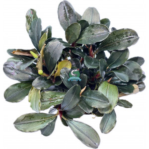 Bucephalandra sp. 'Theia' [koszyk]