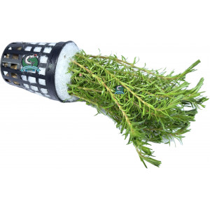 Rotala wallichii [koszyk]
