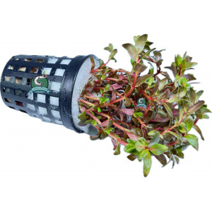 Rotala macrandra 'Mini Butterfly' [koszyk]