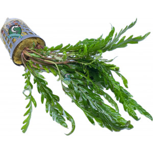 Hygrophila pinnatifida [koszyk]