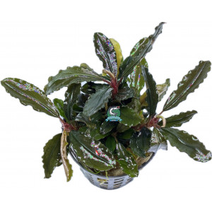 Bucephalandra sp. 'Lamandau' [koszyk]