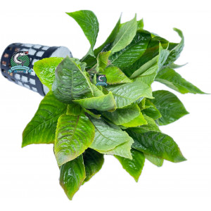 Hygrophila corymbosa [koszyk]